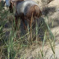 قوچ|حیوانات مزرعه|سده (فارس), |دیوار