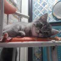 گربه بریتیش گلد و سیلور|گربه|تهران, پرستار|دیوار