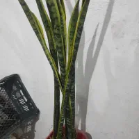 گل سانسوریا