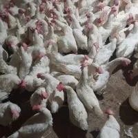 مرغ سفید تخمگذار|حیوانات مزرعه|نوشین شهر, |دیوار