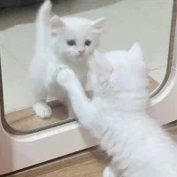 گربه پرشین نر ۲ماهه