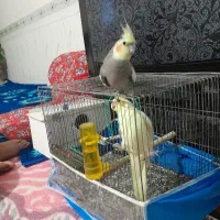 یک جفت عروس سالم و سره حال