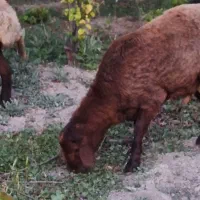 فروش ۱ راس میش و ۱ راس بره