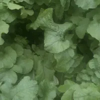 سبزیجات محلی وکاملاتازه وارگانیک|خوردنی و آشامیدنی|شاندرمن, |دیوار