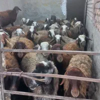 فروش شیشک و قوچ