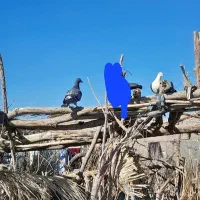 کبوتر سبز و مگس و رنگی|پرنده|خاش, |دیوار