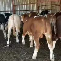 تنها تهیه کننده بهترین گوساله های توناژگیر|حیوانات مزرعه|تربت جام, جامرود|دیوار