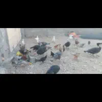 بوقلمون تخم گذار معاوضه با بز|حیوانات مزرعه|دهدشت, |دیوار