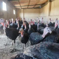 بوقلمون