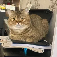 گربه اسکاتیش|گربه|آبادان, |دیوار