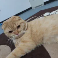 واگذاری گربه نر