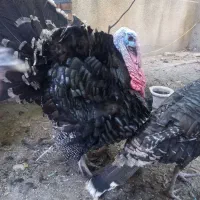 فروش  بوقلمون