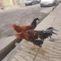 خروس گلین|حیوانات مزرعه|نظرآباد, نظرآباد|دیوار