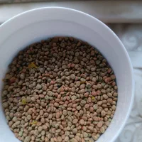 تنگ استوانه ای غذا ماهی گوپی غذا گیاه خوار|ماهی|تهران, علیآباد|دیوار