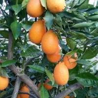 فروش پرتقال خونی موزی