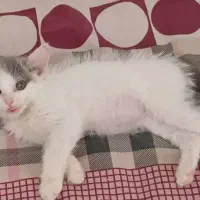 وسایل گربه