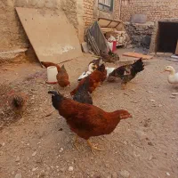 ۳عدد خروس جوان|حیوانات مزرعه|نهاوند, |دیوار