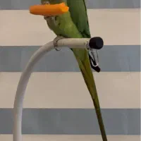 طوطی ملنگو گمشده مـژدگـانـی|پرنده|مشهد, دانشجو|دیوار