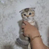 گربه