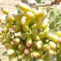 کارگر پسته چین