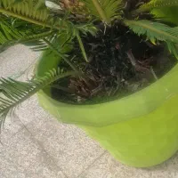 سیکاس|گل و گیاه طبیعی|پره‌سر, |دیوار