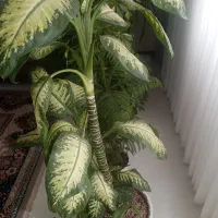کلکسیون گل