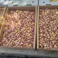 فروش پسته تازه|خوردنی و آشامیدنی|مشهد, فارغ التحصیلان|دیوار