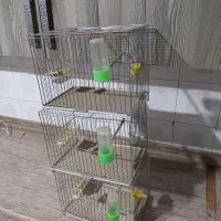 قفس سهره بازاری