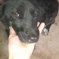 واگذار سگ پا کوتاه