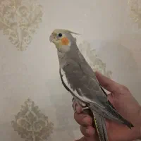 جوجه عروس
