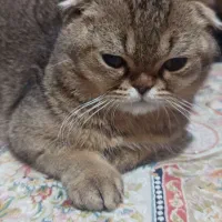 واگذاری گربه اسکاتیش فولد