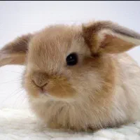 واگزاری خرگوش