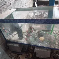 اکواریوم