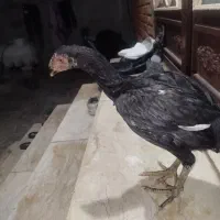 جوجه لاری|حیوانات مزرعه|سرپل ذهاب, |دیوار