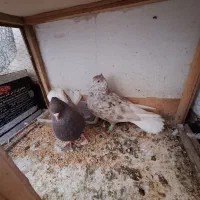 دم سفید|پرنده|پاکدشت, شهرک امام رضا|دیوار