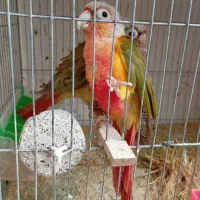 عروس هلندی،کوتوله،فنچ،قناری،مرغ عشق|پرنده|بیرجند, |دیوار