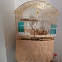 پرنده عروس هلندی|پرنده|دماوند, مسکن مهر گیلاوند|دیوار