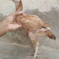 جوجه خروس لاری و مرغ
