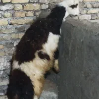 قوچ بره قوچ|حیوانات مزرعه|بروجرد, |دیوار