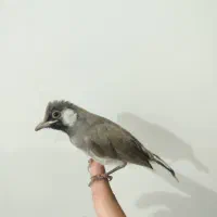 جوجه قناری