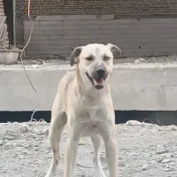 سگ زرنگ باهوش نگهبان