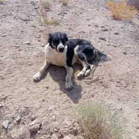 سگ گله|سگ|بیرجند, |دیوار