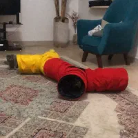 تونل بازی گربه