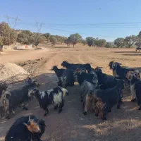 بز داشت بی نقص