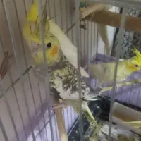 عروس هلندی ۴ ماه