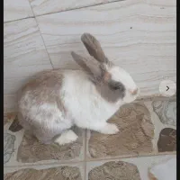 خرگوش