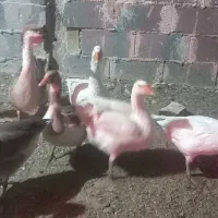 فروش فوری قوغاز وبوقلمون خروس لهستانی وسگ نر|حیوانات مزرعه|قنوات, |دیوار