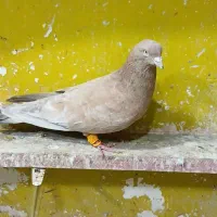 کبوتر تاپ  جفت کاغذی وجفت ماده سخریچ