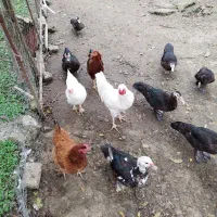 غاز محلی ، اردک اسرائیلی، مرغ و خروس محلی|حیوانات مزرعه|شاندرمن, |دیوار