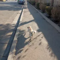 شیتزو واگذاری